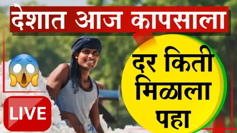 आजचे कापूस बाजार भाव (दिनांक: ३०/१०/२०२५)