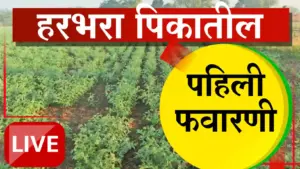 हरभरा पिकासाठी पहिली फवारणी ठरणार निर्णायक; फुटवा, मर रोग नियंत्रण आणि भरघोस उत्पादनासाठी तज्ज्ञांचा सल्ला